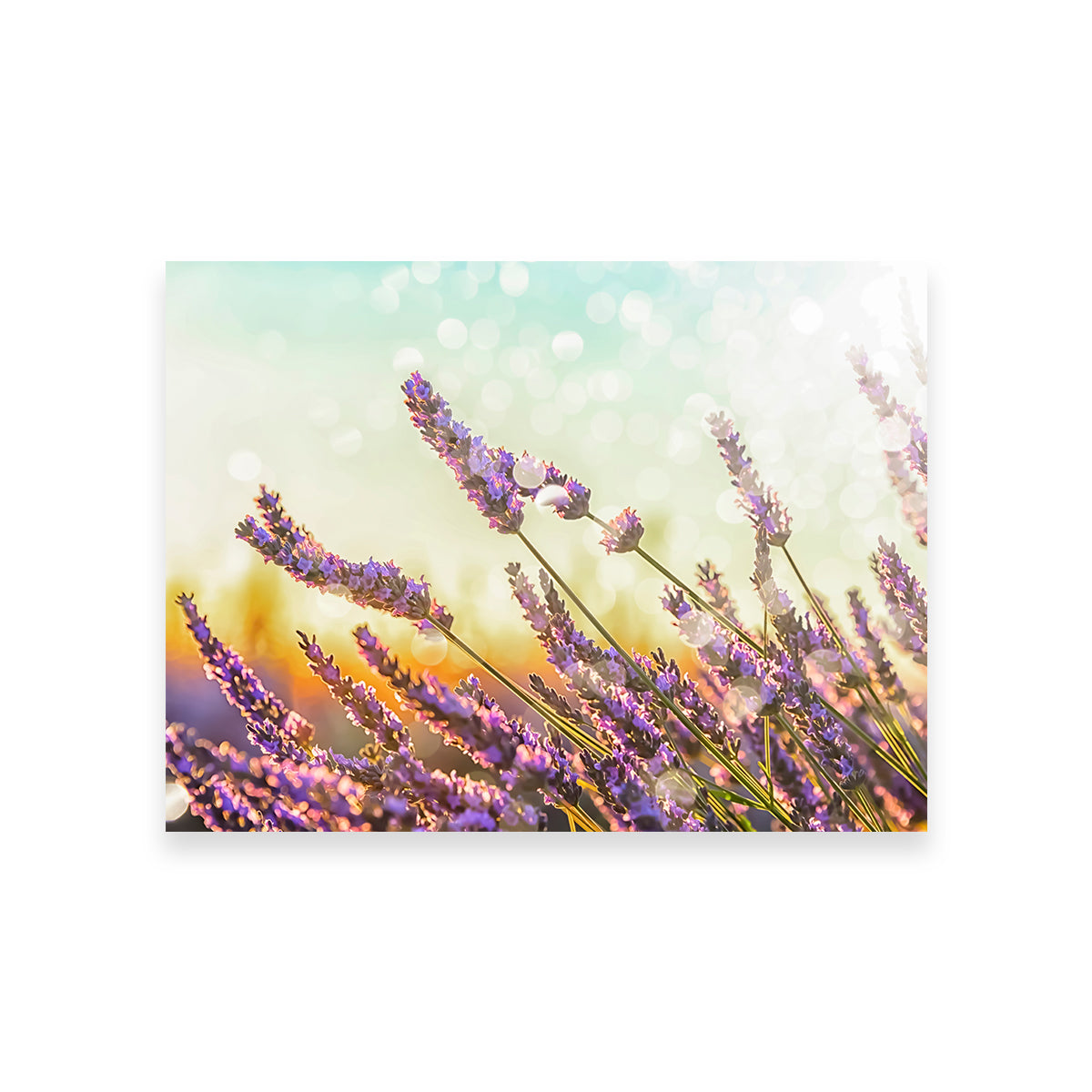 Sparkling Lavender Wall Art