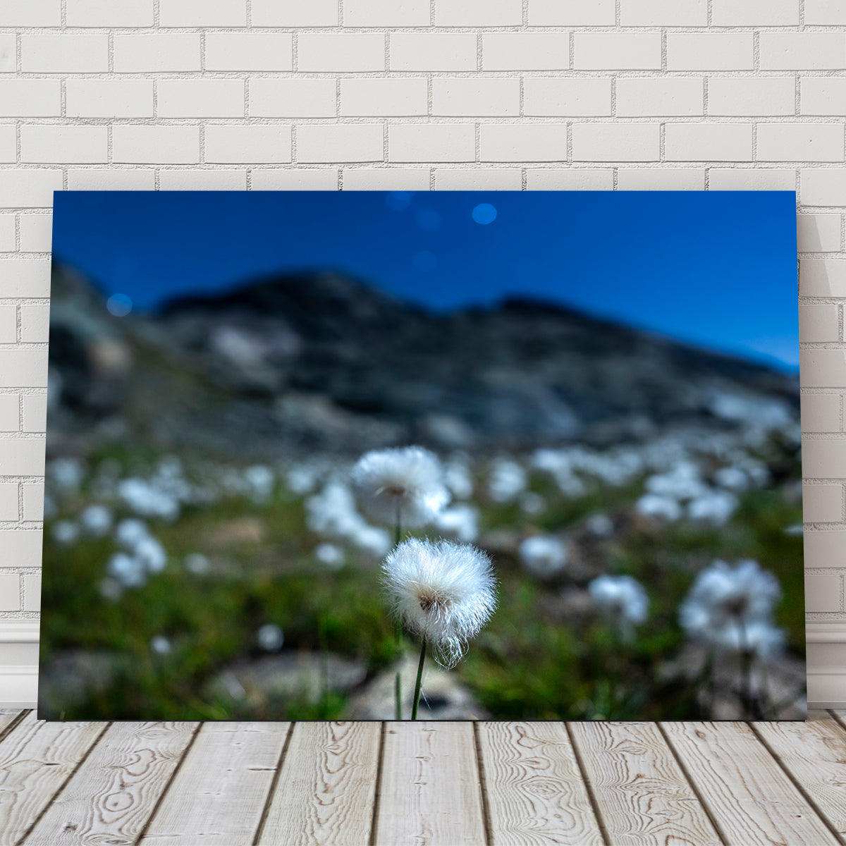 Star Studded Linaigrette Wall Art