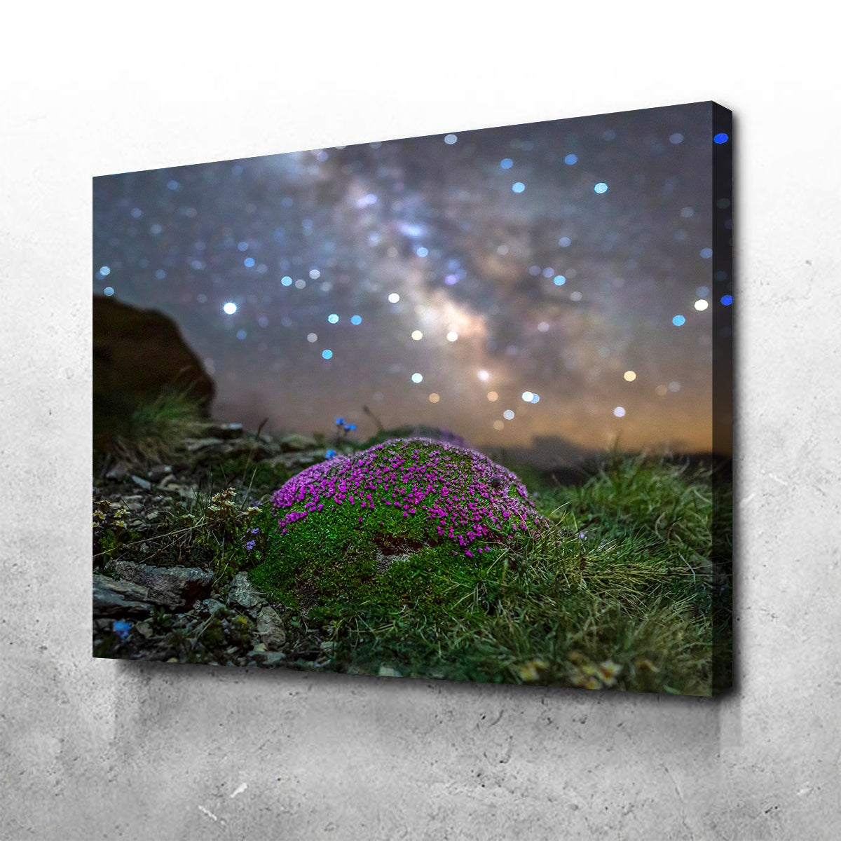 Star Studded Silène Wall Art