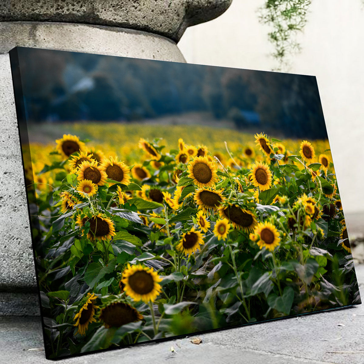 Sunflower Field Wall Art