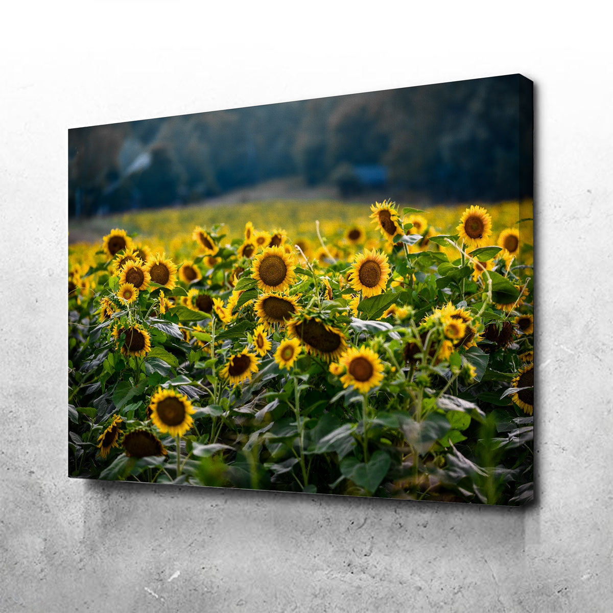 Sunflower Field Wall Art