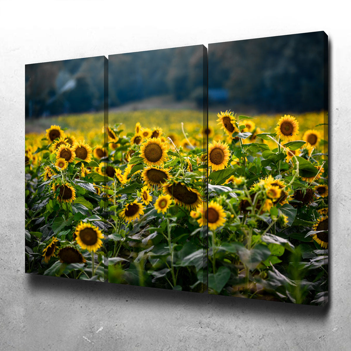 Sunflower Field Wall Art