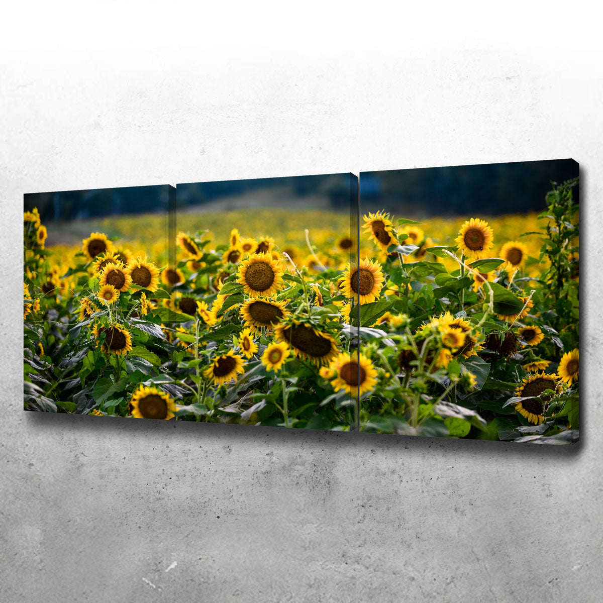 Sunflower Field Wall Art