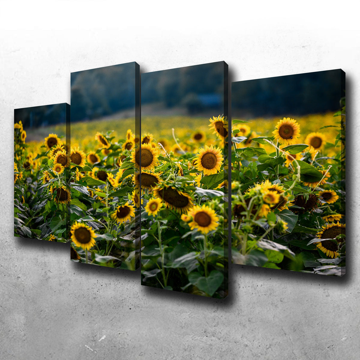 Sunflower Field Wall Art