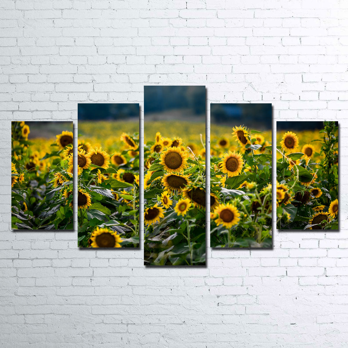 Sunflower Field Wall Art