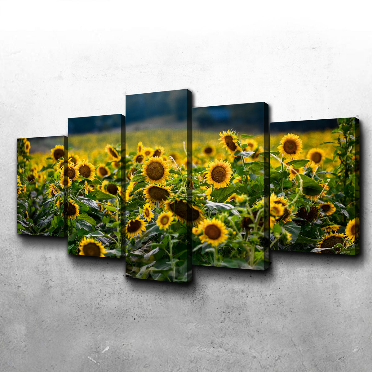 Sunflower Field Wall Art