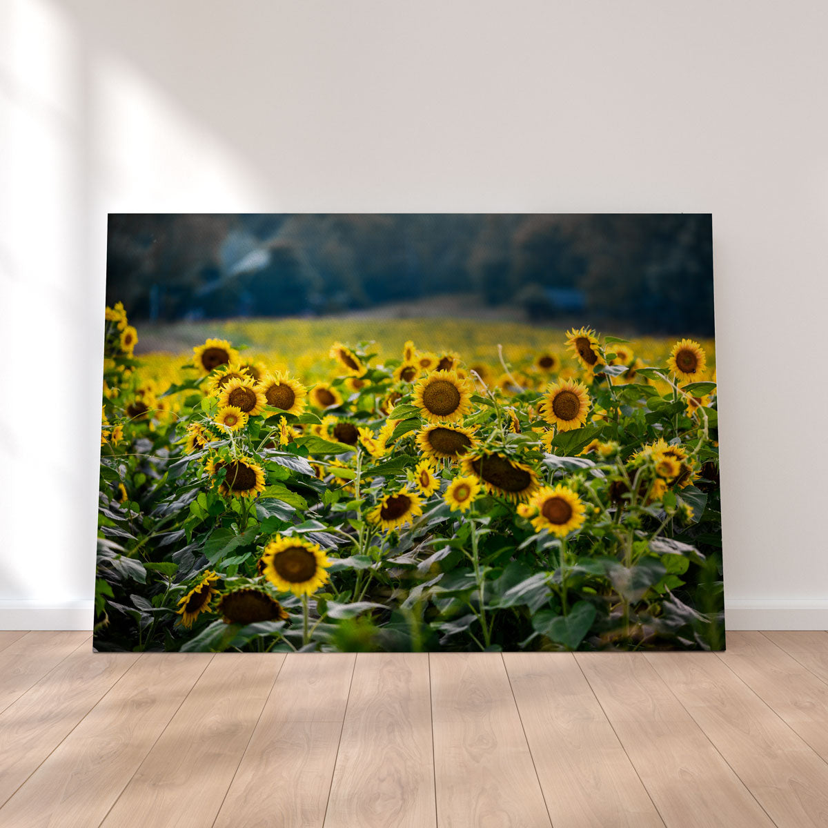 Sunflower Field Wall Art