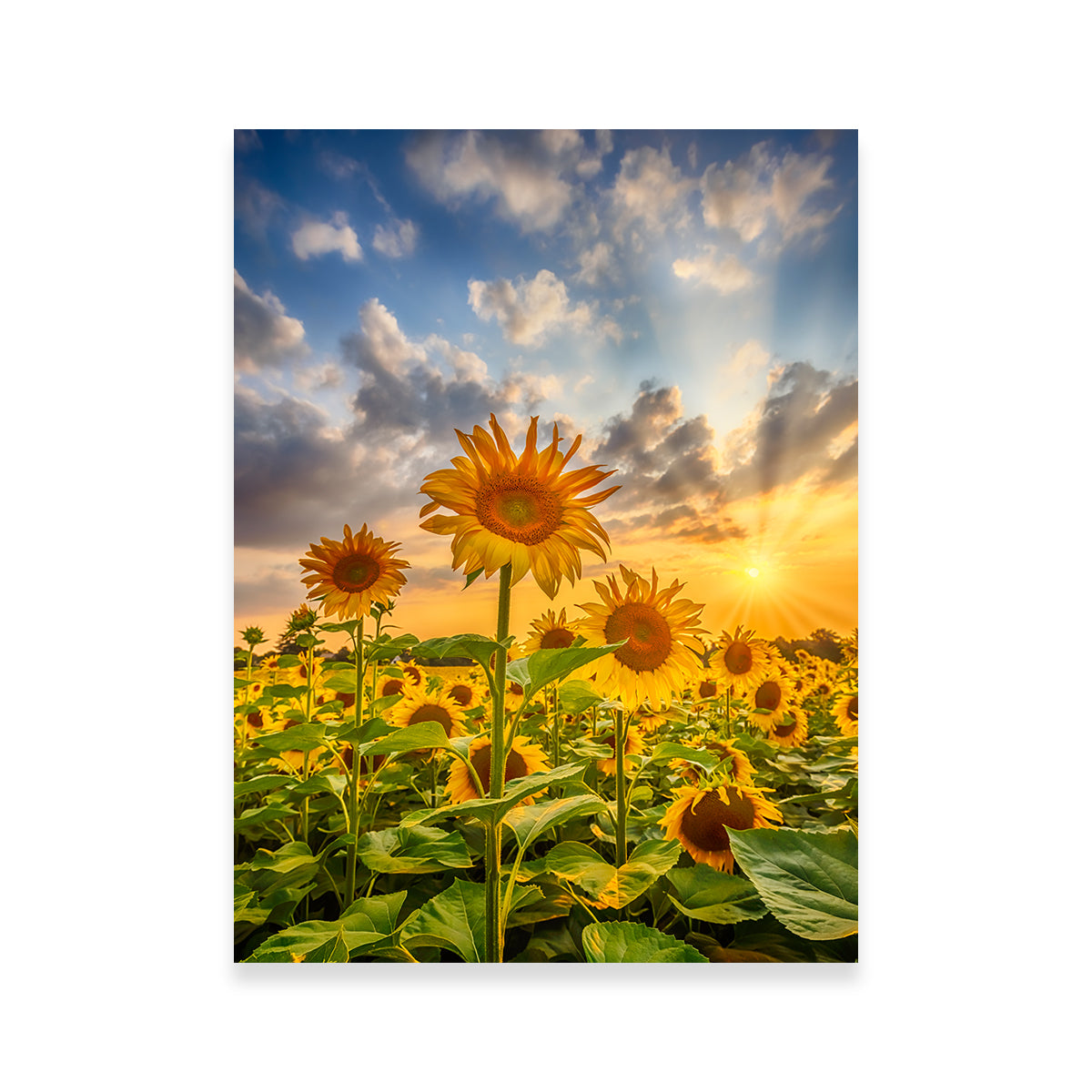 Sunflower Field at Sunset Wall Art