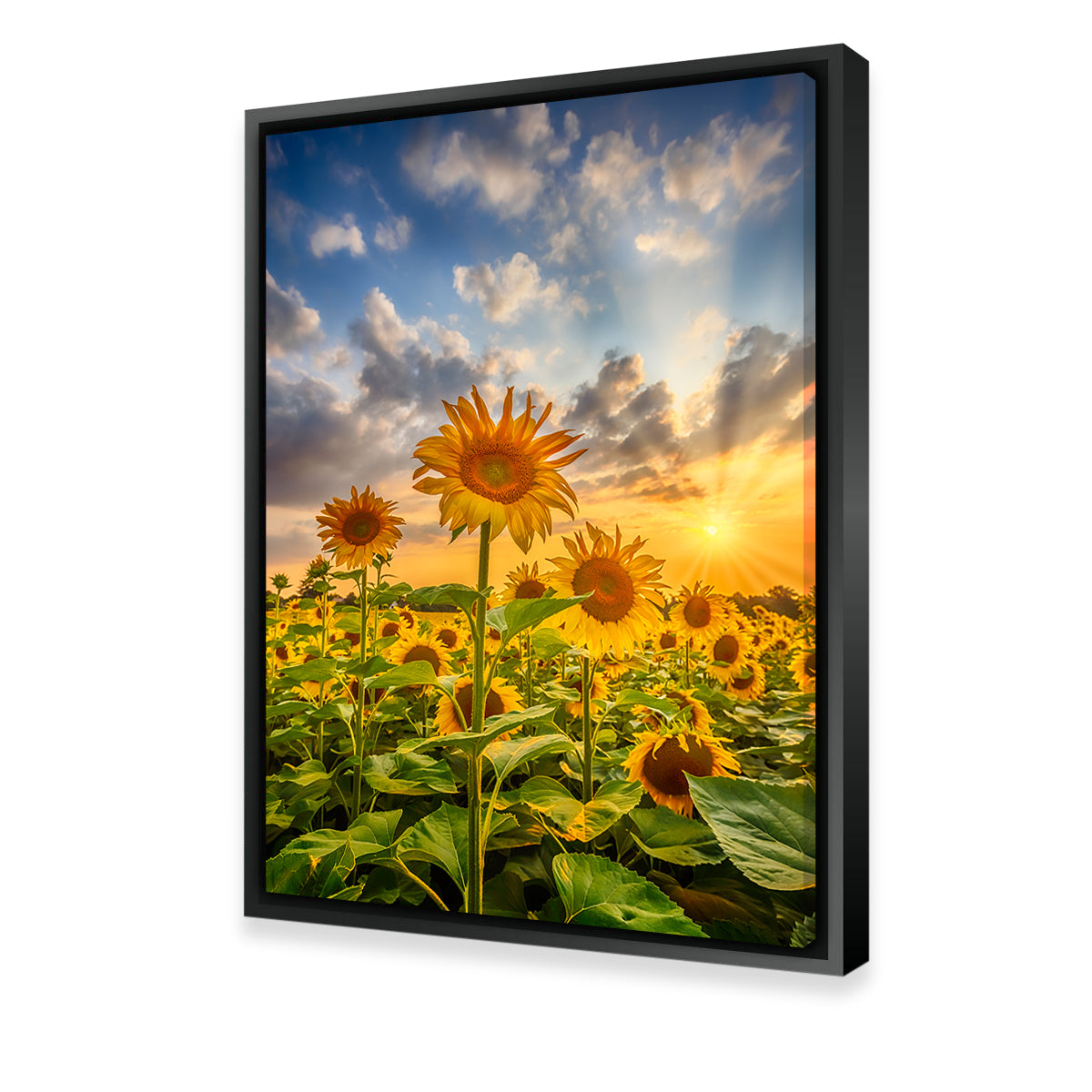 Sunflower Field at Sunset Wall Art