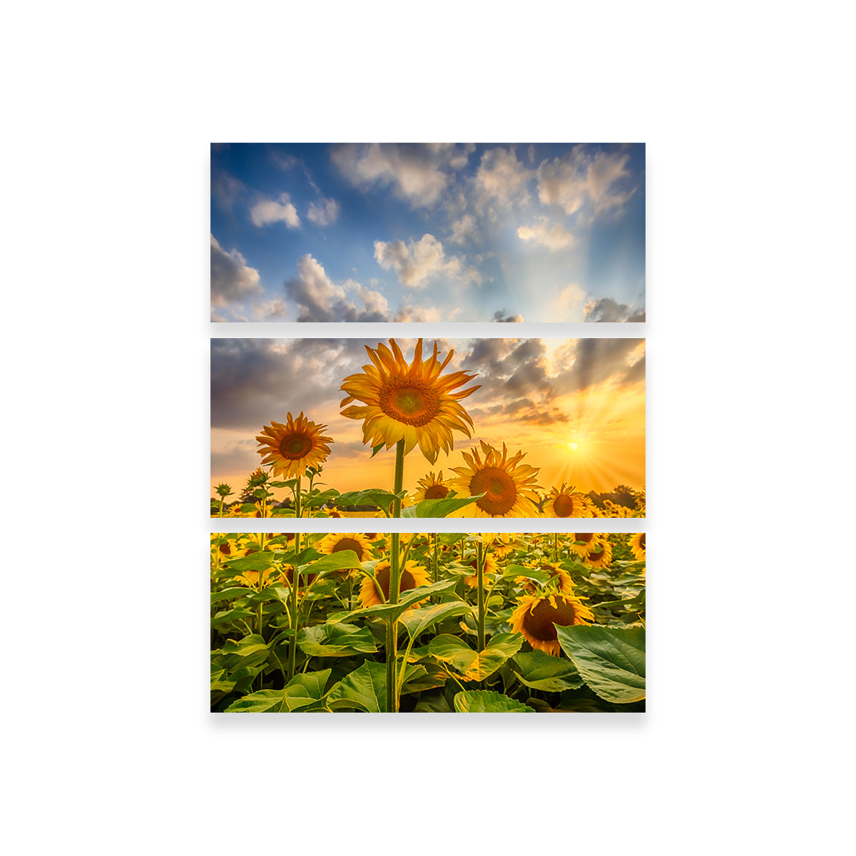 Sunflower Field at Sunset Wall Art