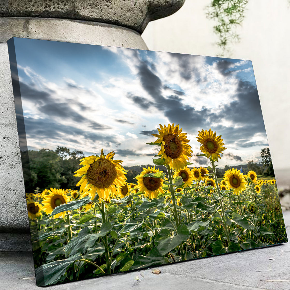 Sunflowers Wall Art