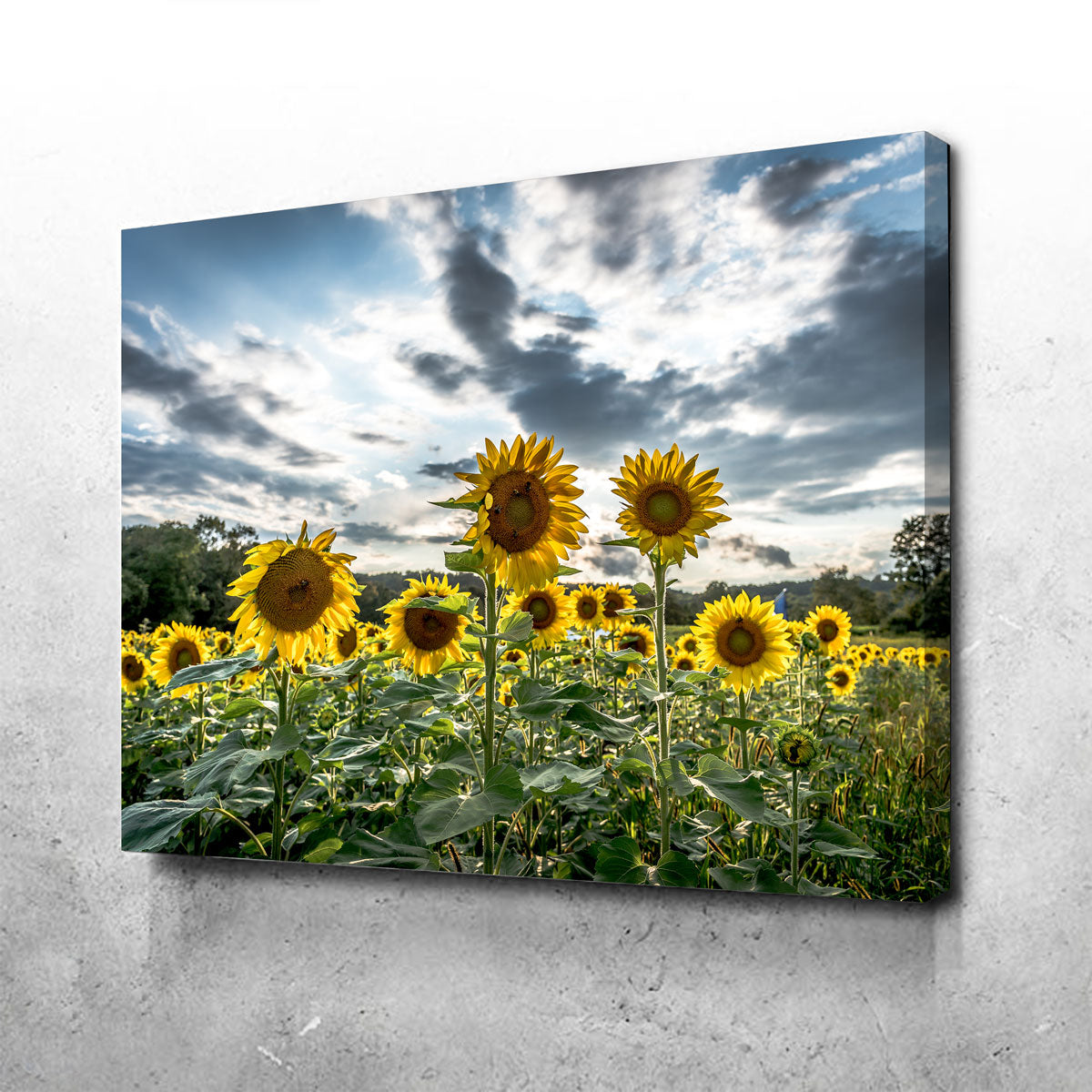 Sunflowers Wall Art