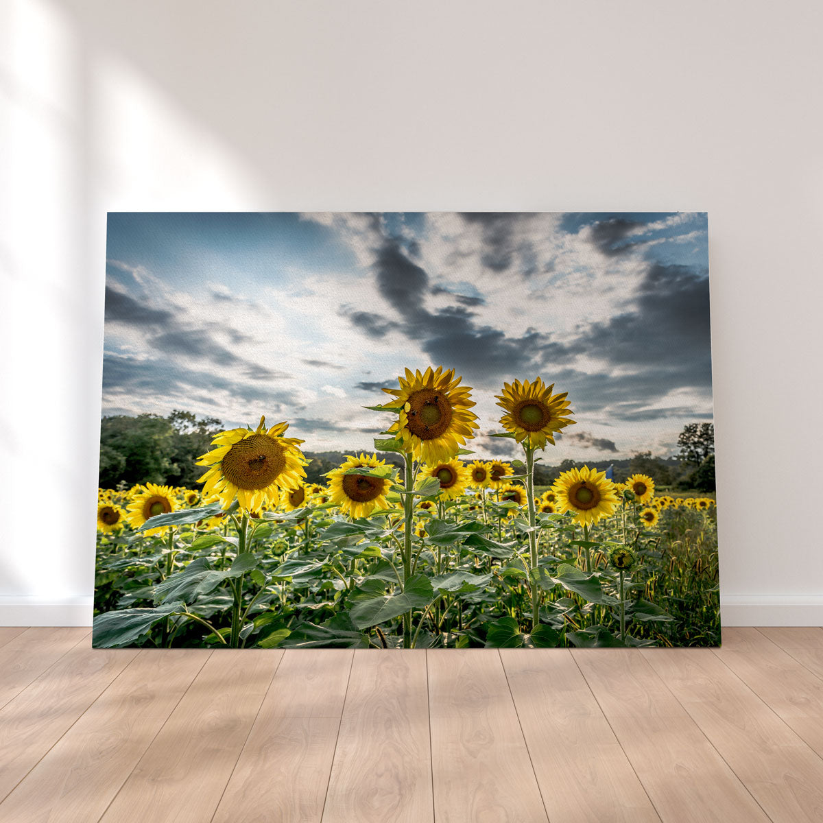 Sunflowers Wall Art