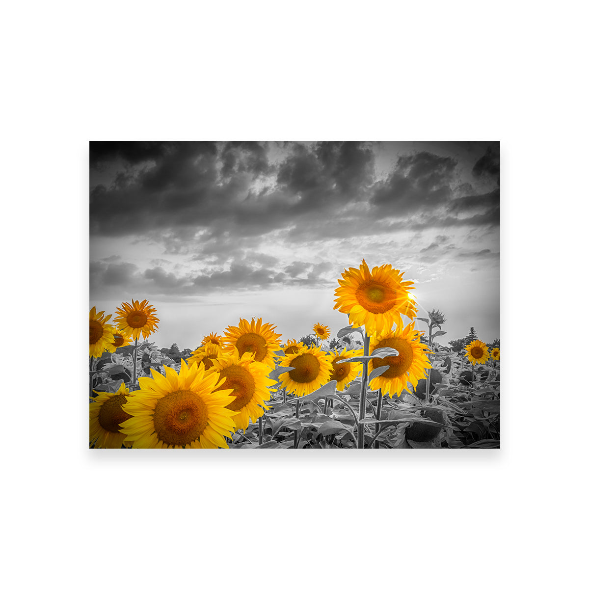 Sunflowers in the Evening Wall Art