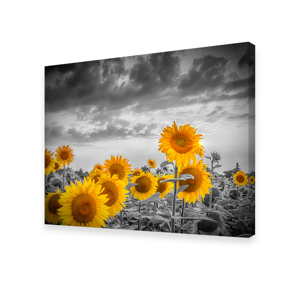 Sunflowers in the Evening Wall Art