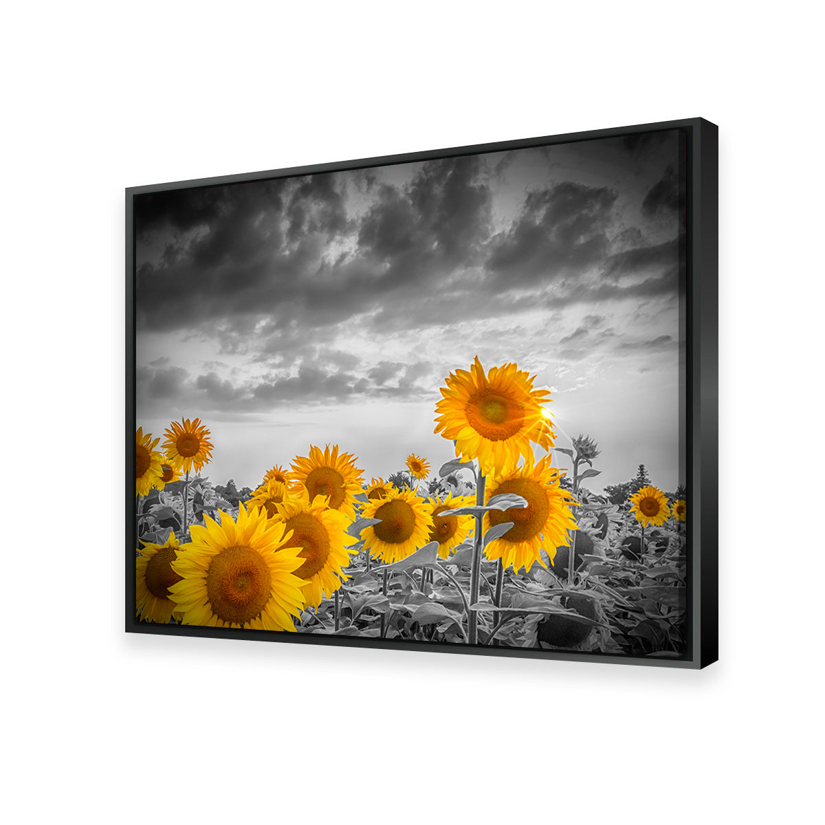 Sunflowers in the Evening Wall Art