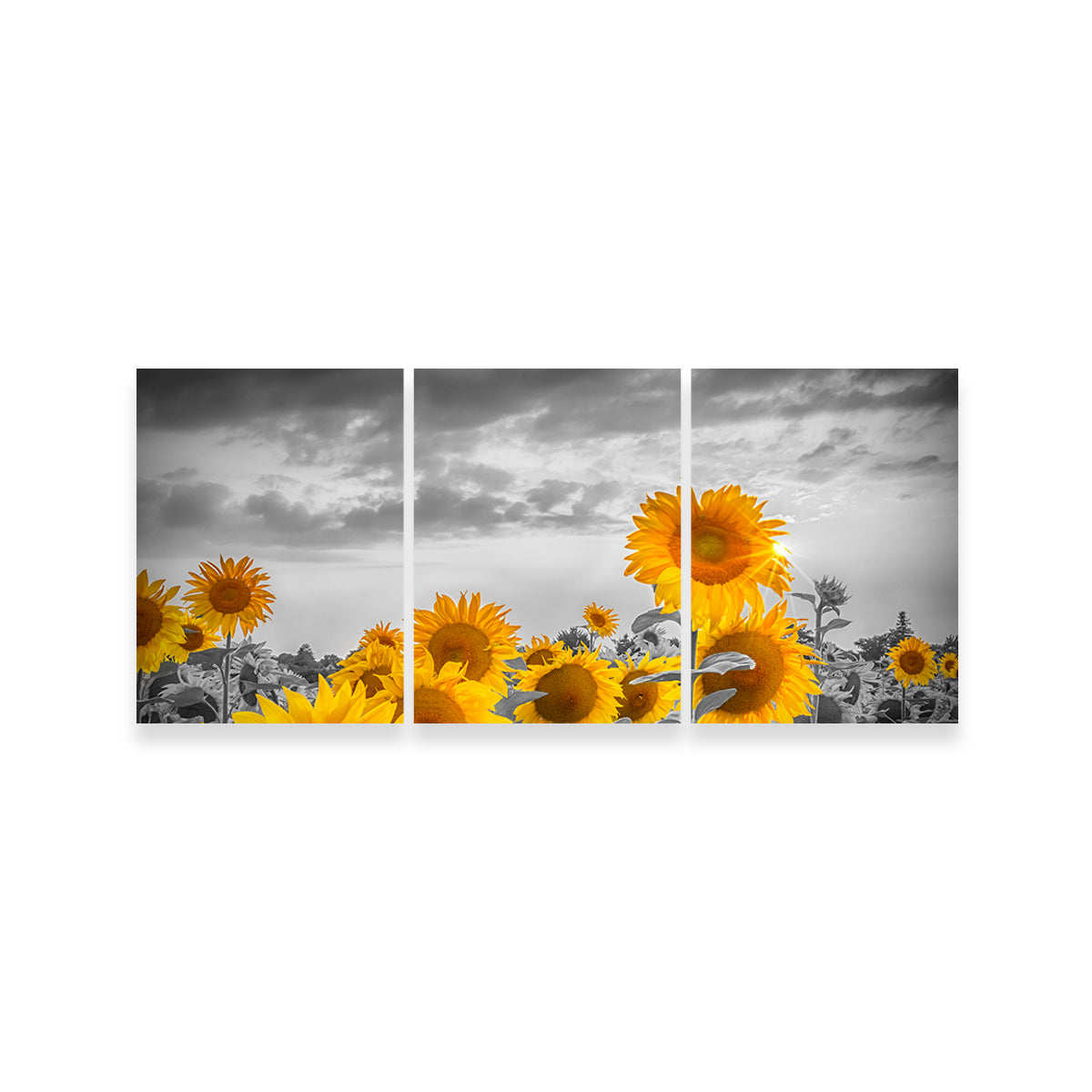 Sunflowers in the Evening Wall Art