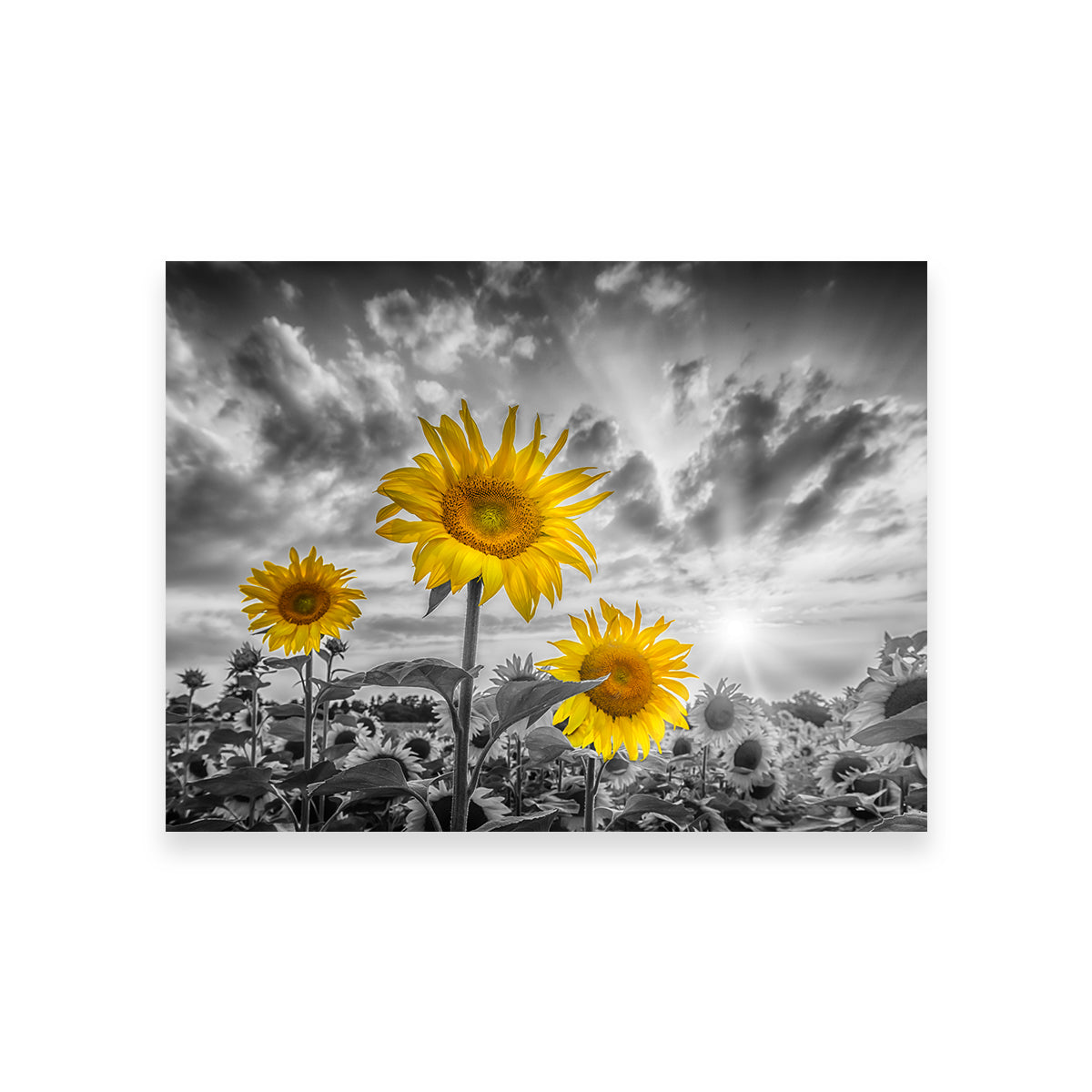 Sunflowers Yellow Color Pop Wall Art