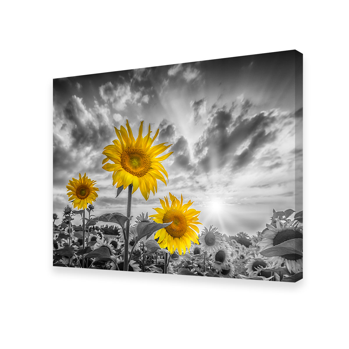Sunflowers Yellow Color Pop Wall Art