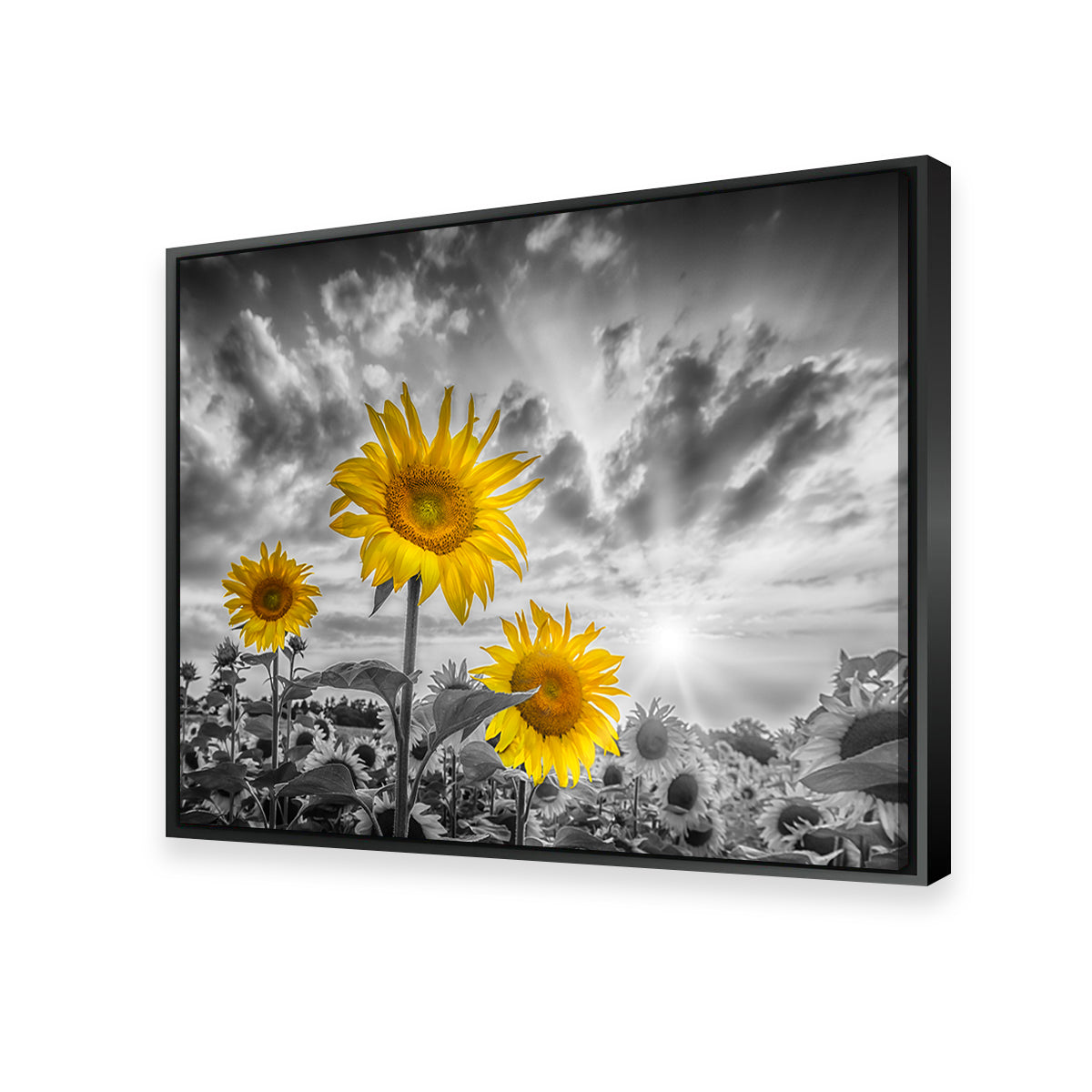 Sunflowers Yellow Color Pop Wall Art