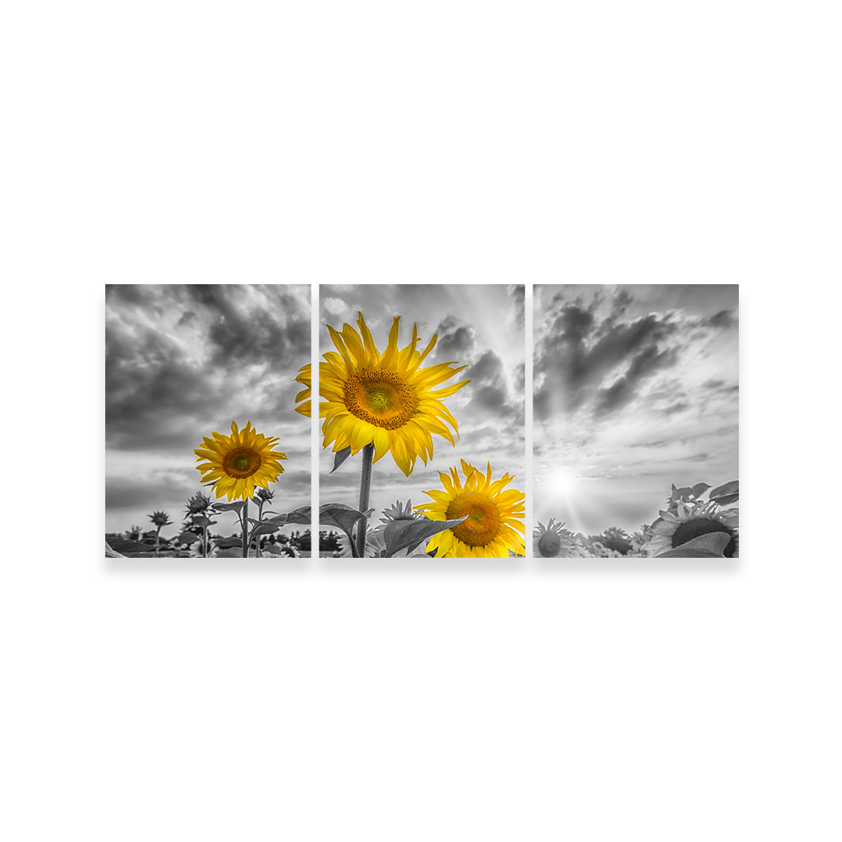 Sunflowers Yellow Color Pop Wall Art