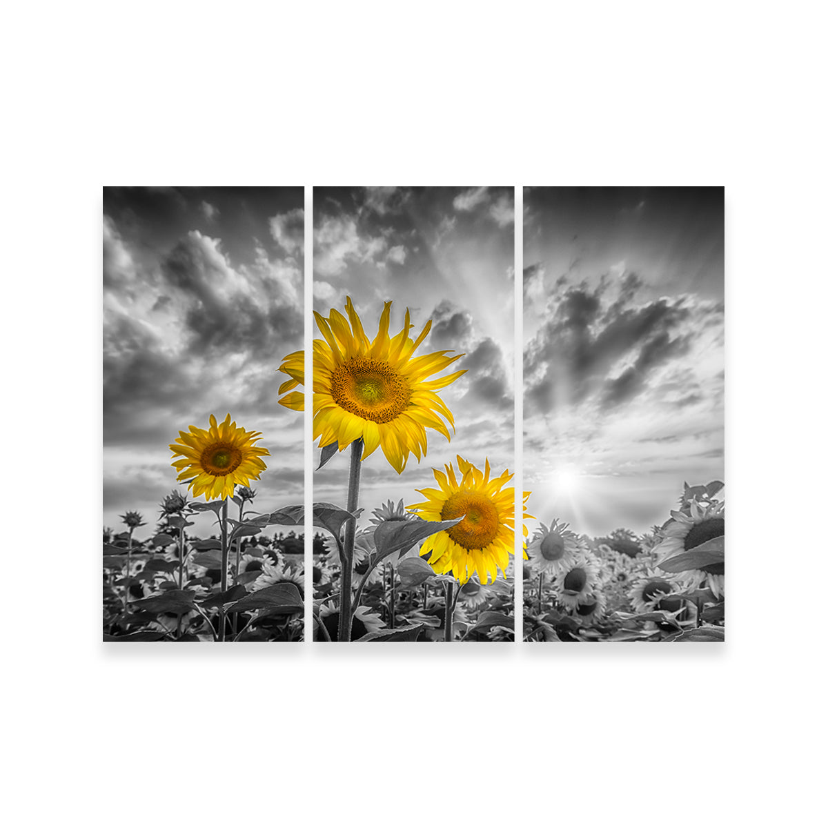 Sunflowers Yellow Color Pop Wall Art