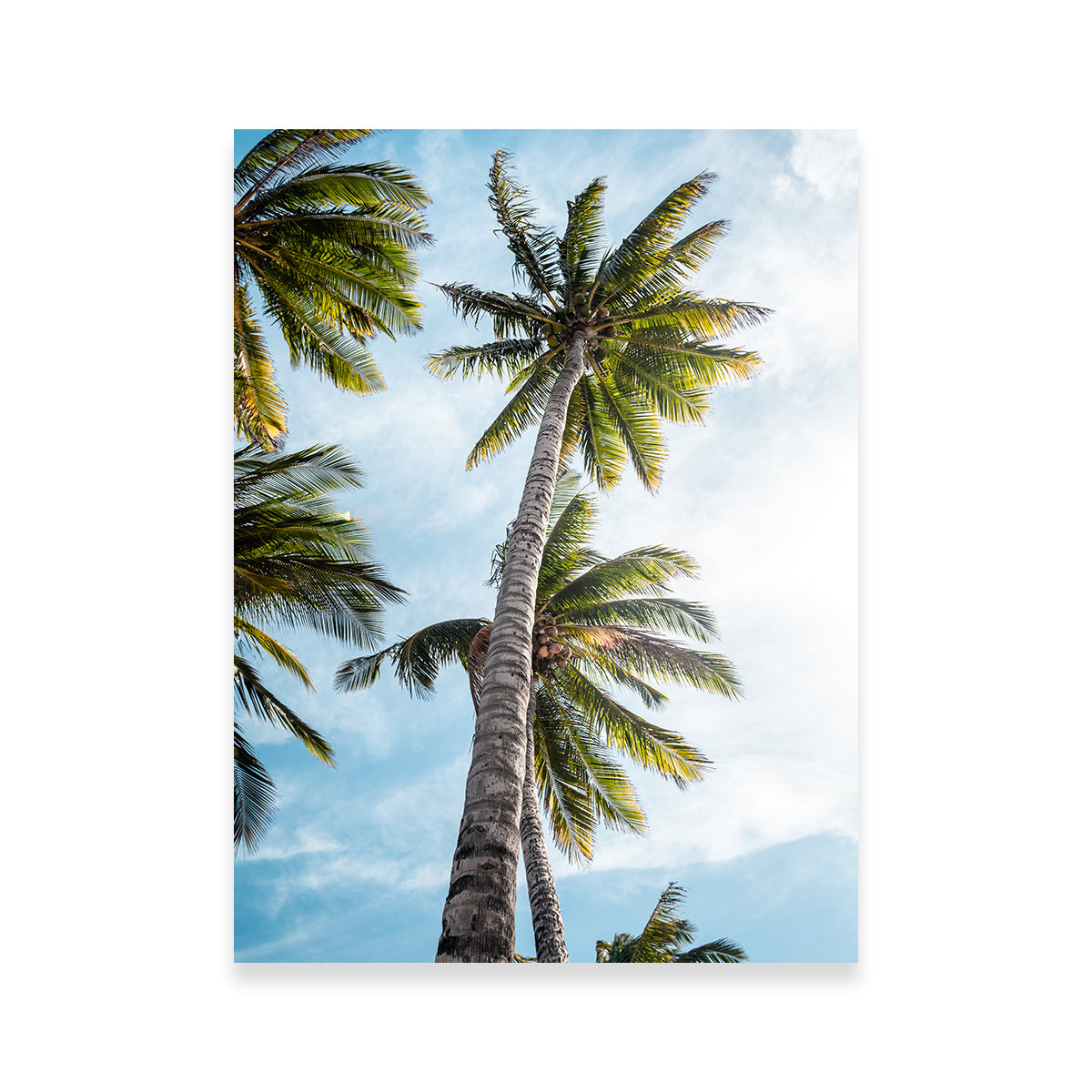 Sunny Palms Wall Art