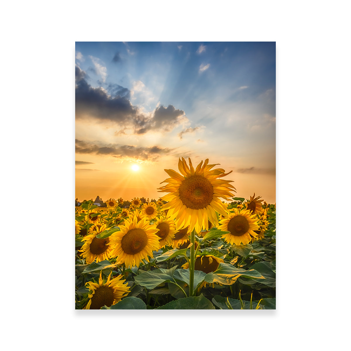 Sunset With Beautiful Sunflowers Wall Art