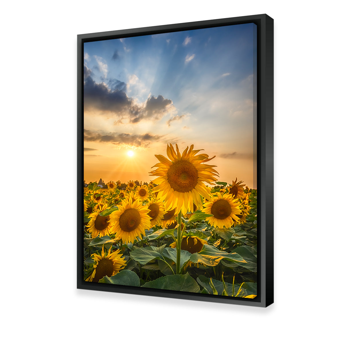 Sunset With Beautiful Sunflowers Wall Art