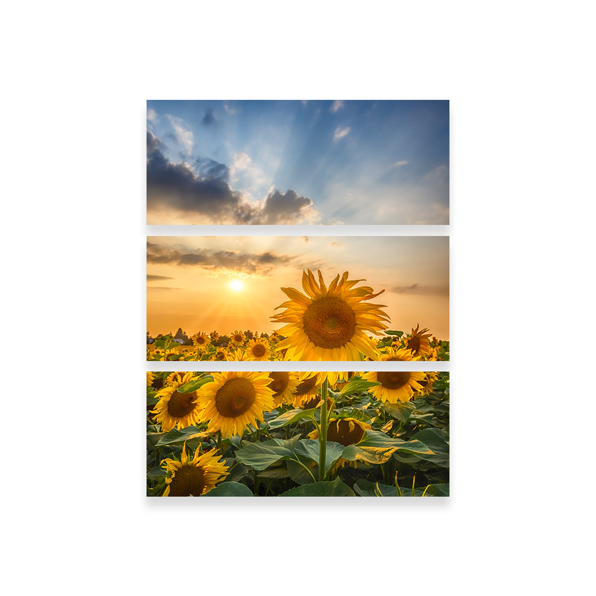 Sunset With Beautiful Sunflowers Wall Art