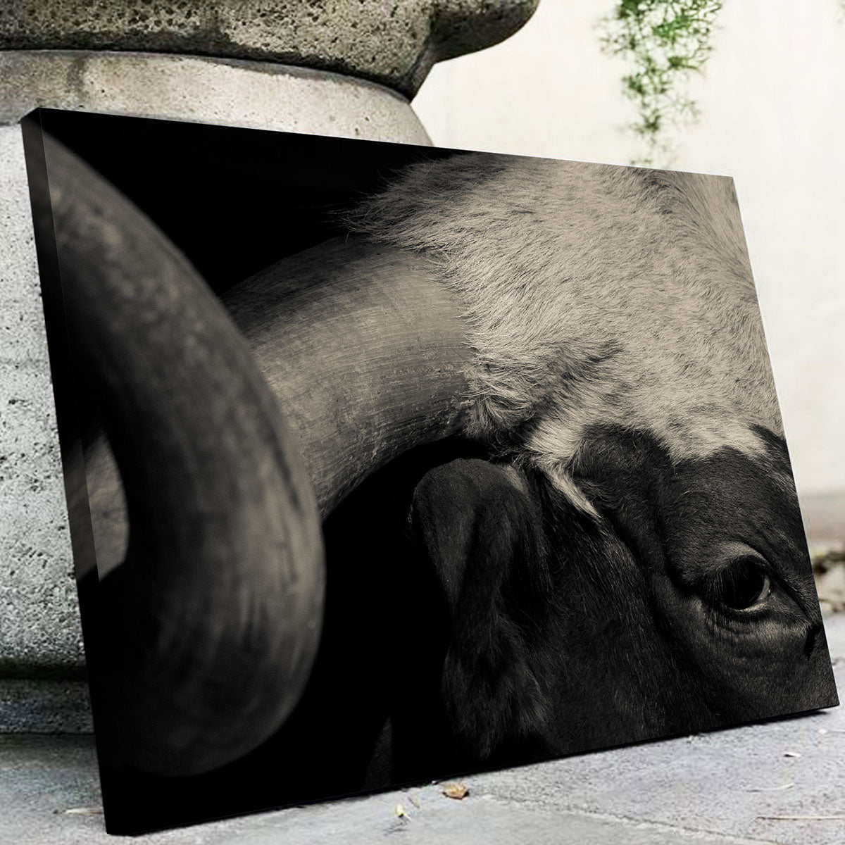 Texas Longhorn Cow Wall Art