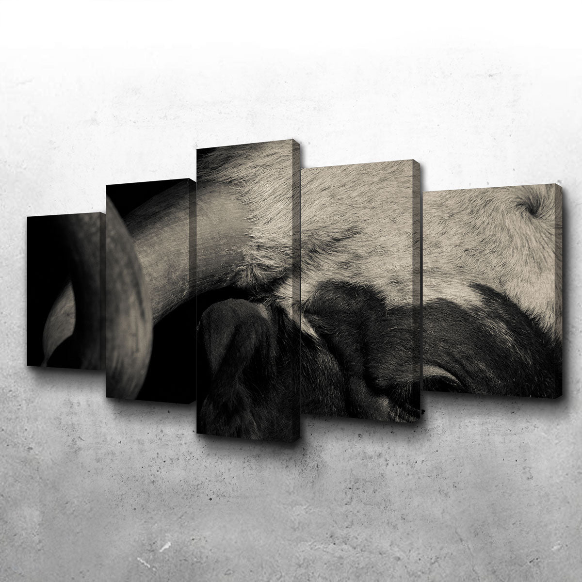 Texas Longhorn Cow Wall Art