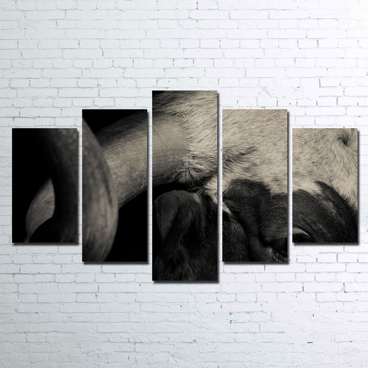 Texas Longhorn Cow Wall Art