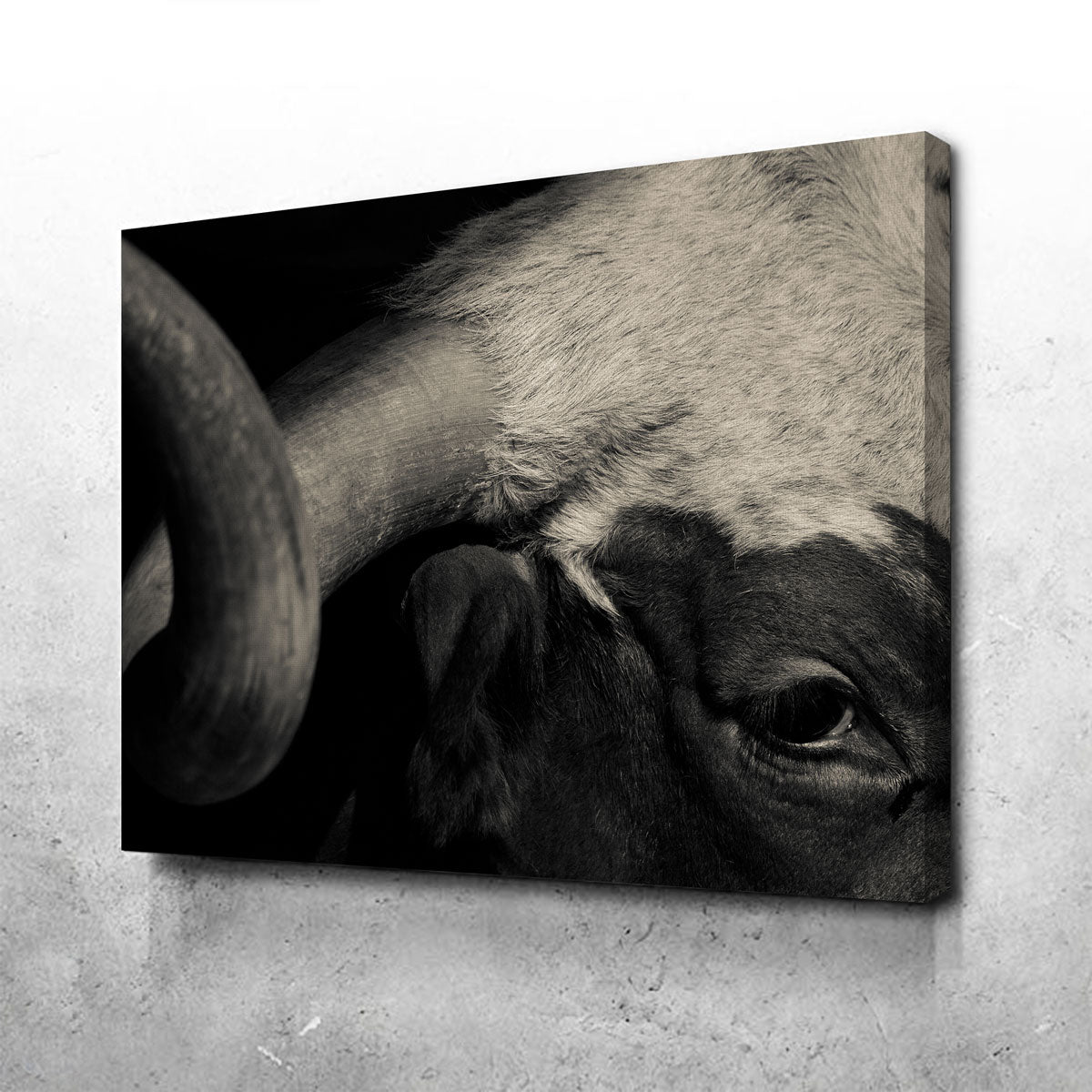 Texas Longhorn Cow Wall Art