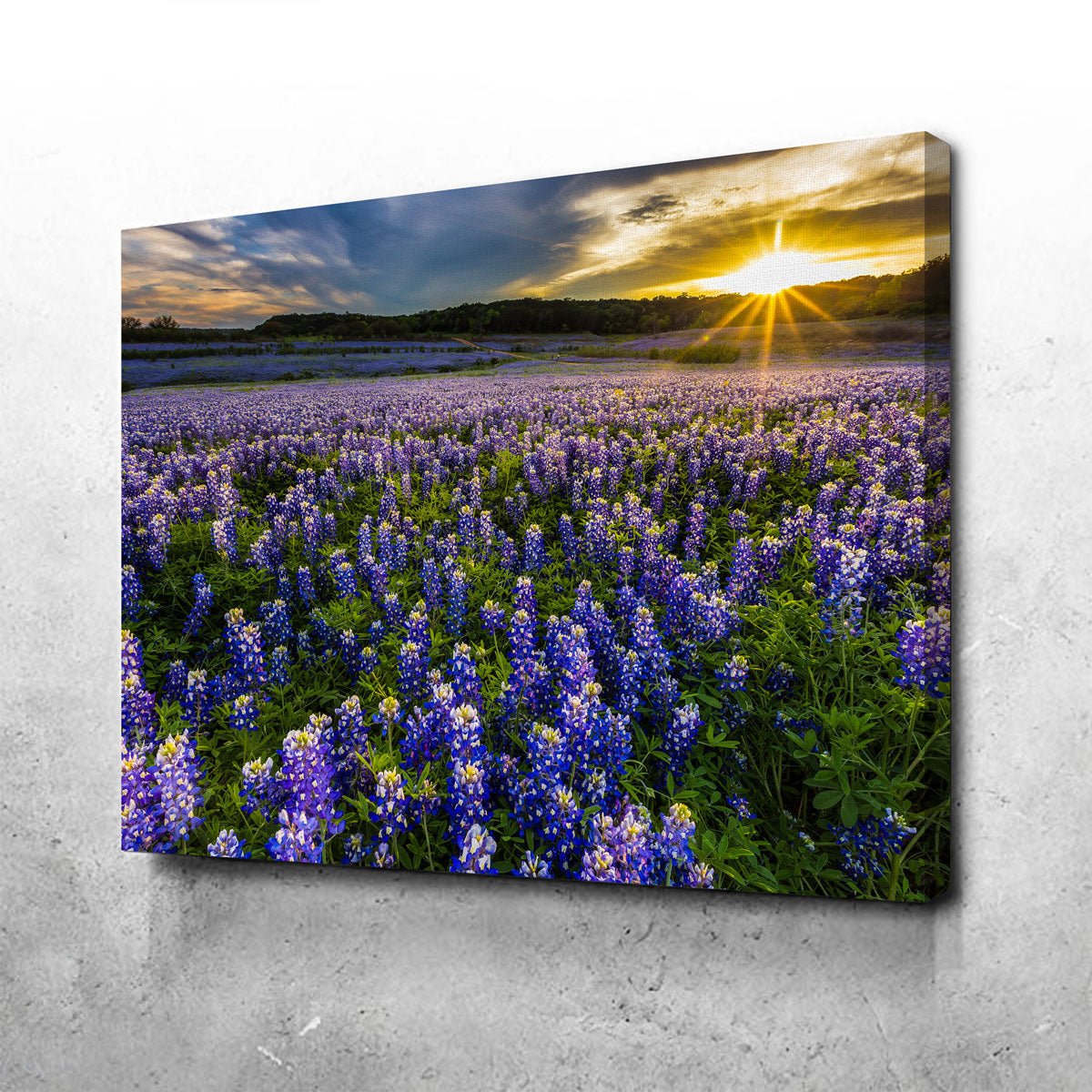 Texas Bluebonnet Field Muleshoe Bend Wall Art