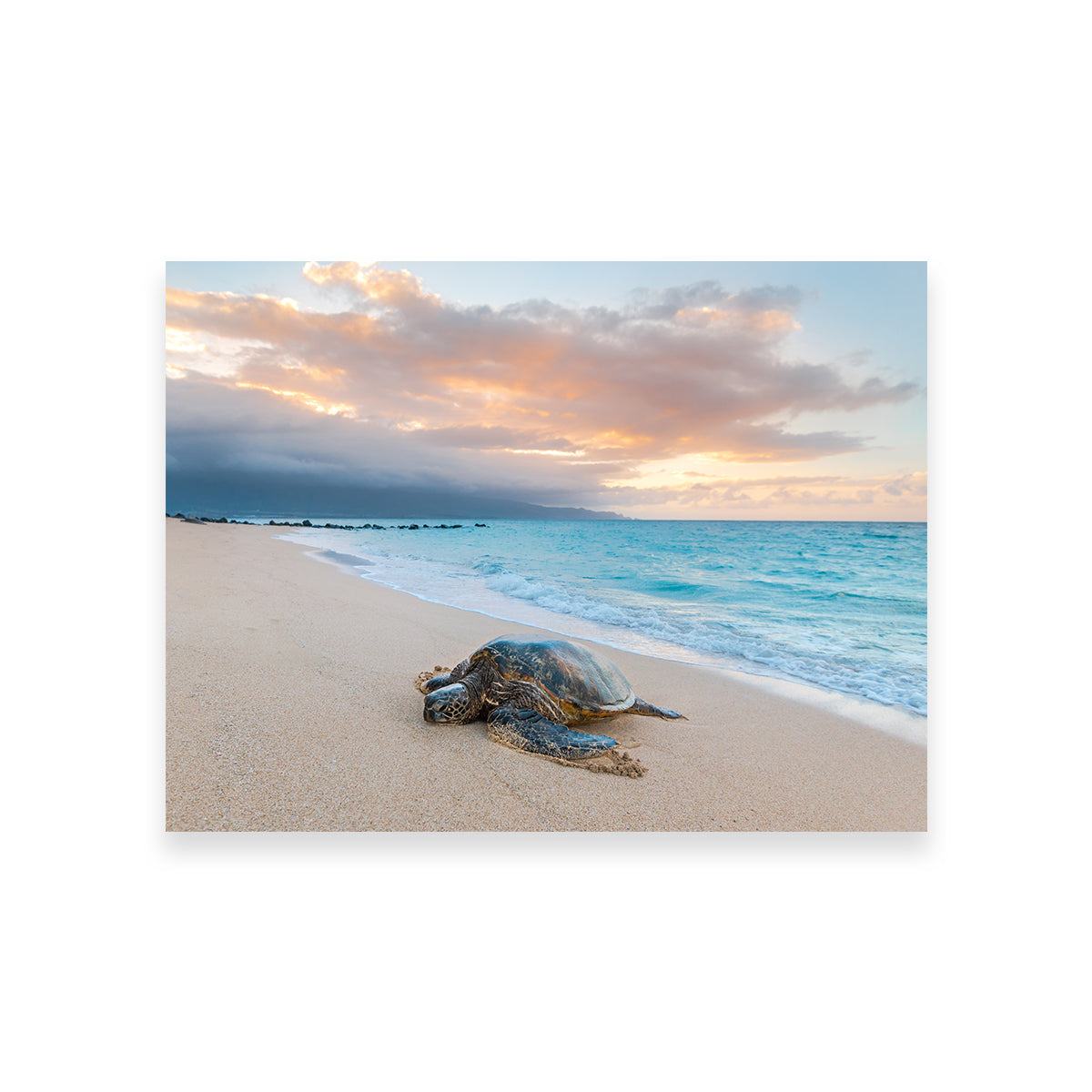 Turtle Sunset