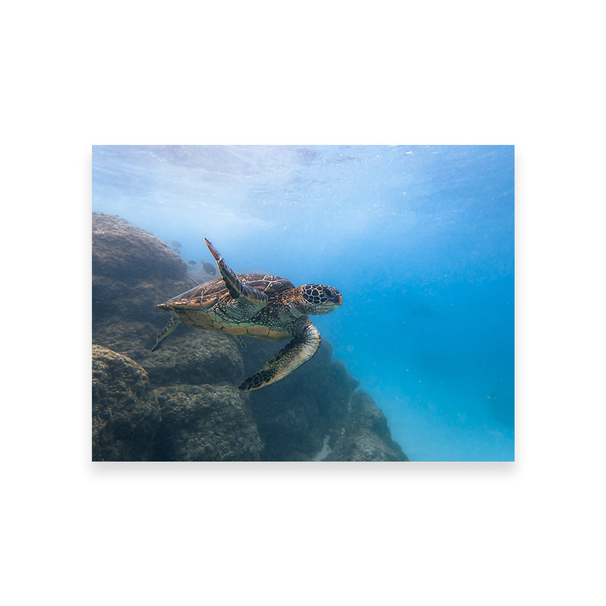 Turtle Wave Wall Art