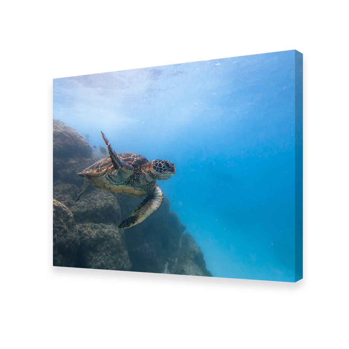 Turtle Wave Wall Art