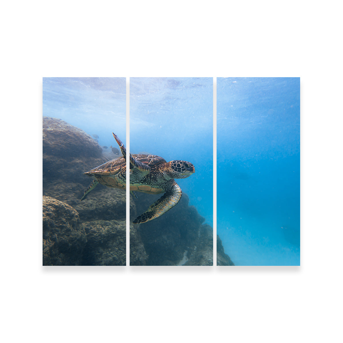 Turtle Wave Wall Art