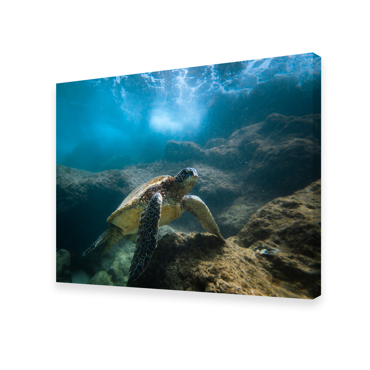 Under the Sea Wall Art