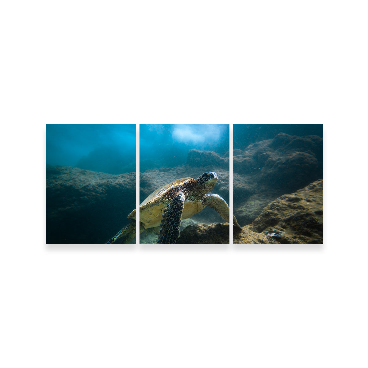 Under the Sea Wall Art