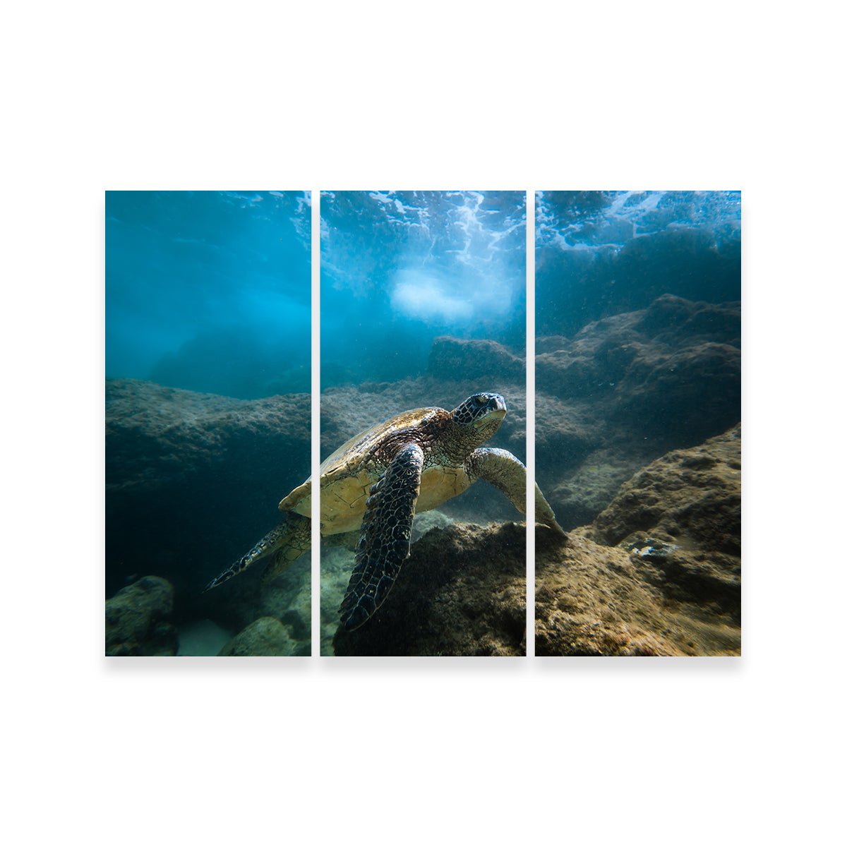 Under the Sea Wall Art