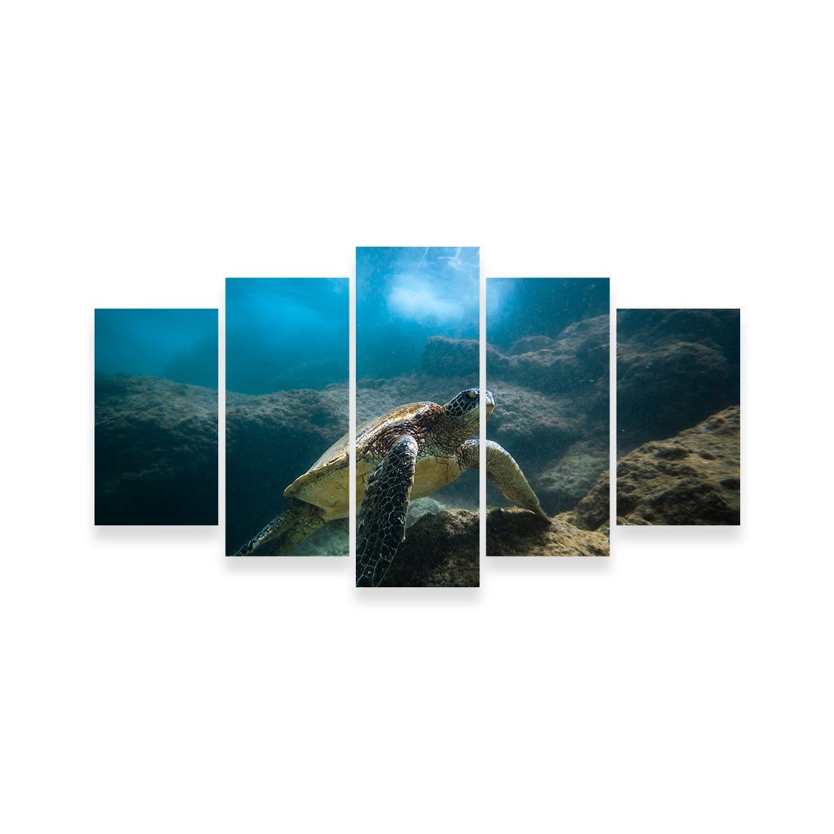 Under the Sea Wall Art