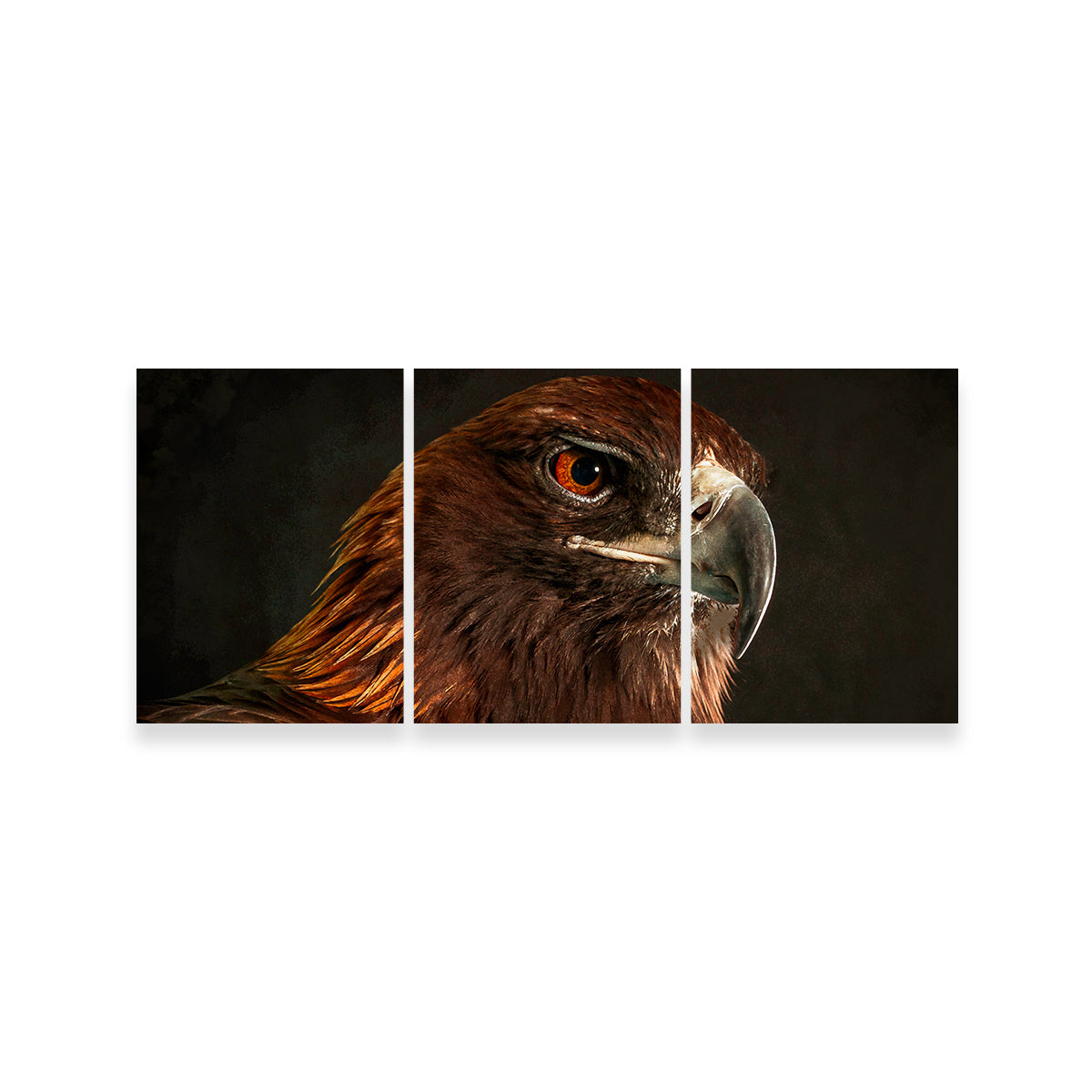 Golden Eagle Wall Art
