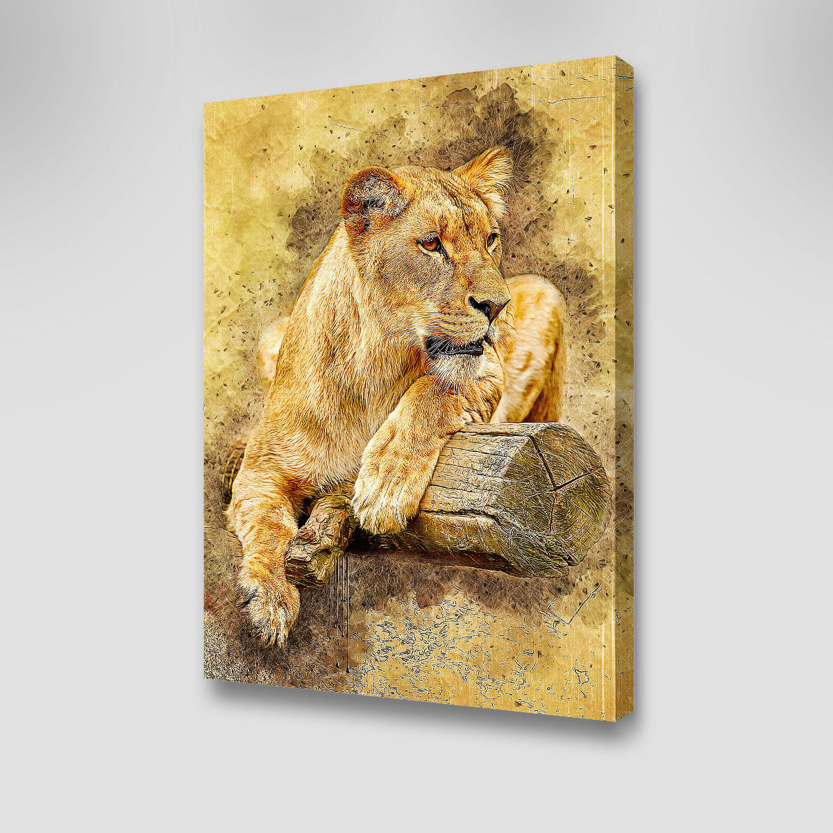 Lioness At Rest Wall Art