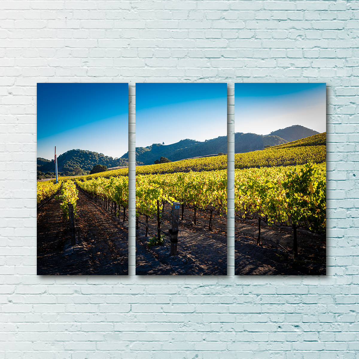 Central California Vineyard Wall Art