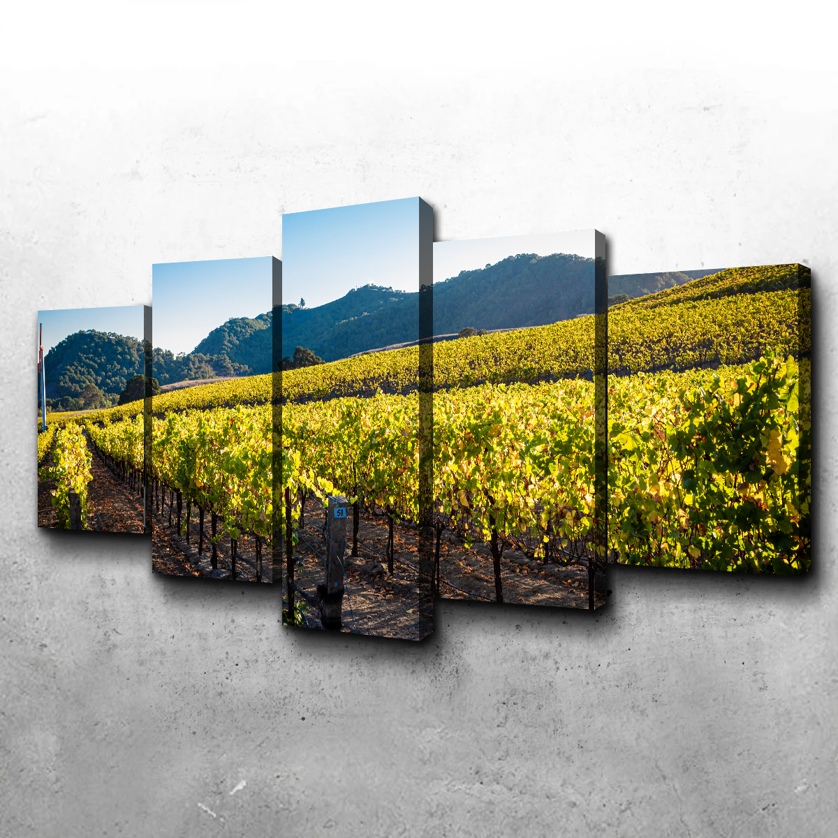 Central California Vineyard