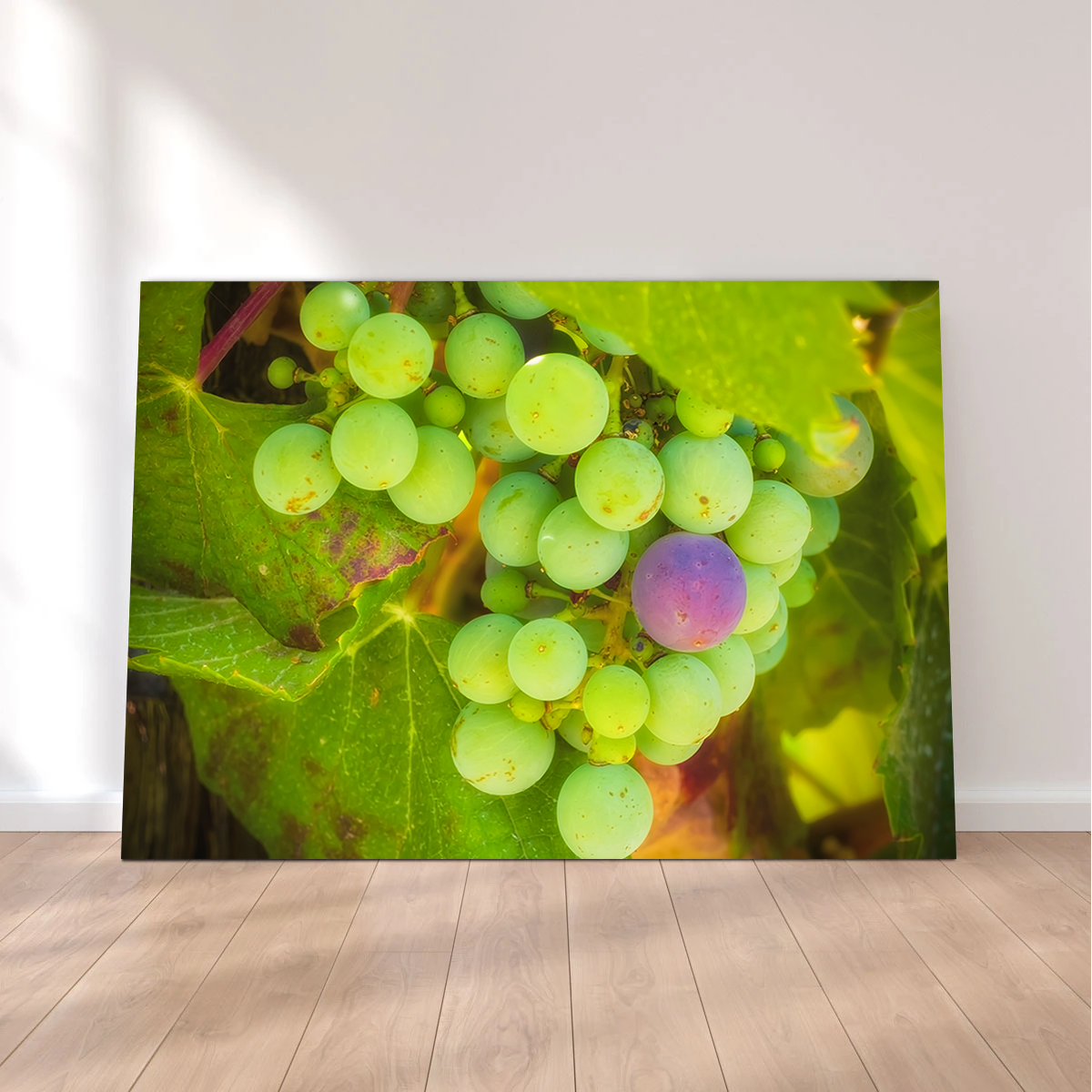 Green Purple Grapes Temecula Valley Wall Art