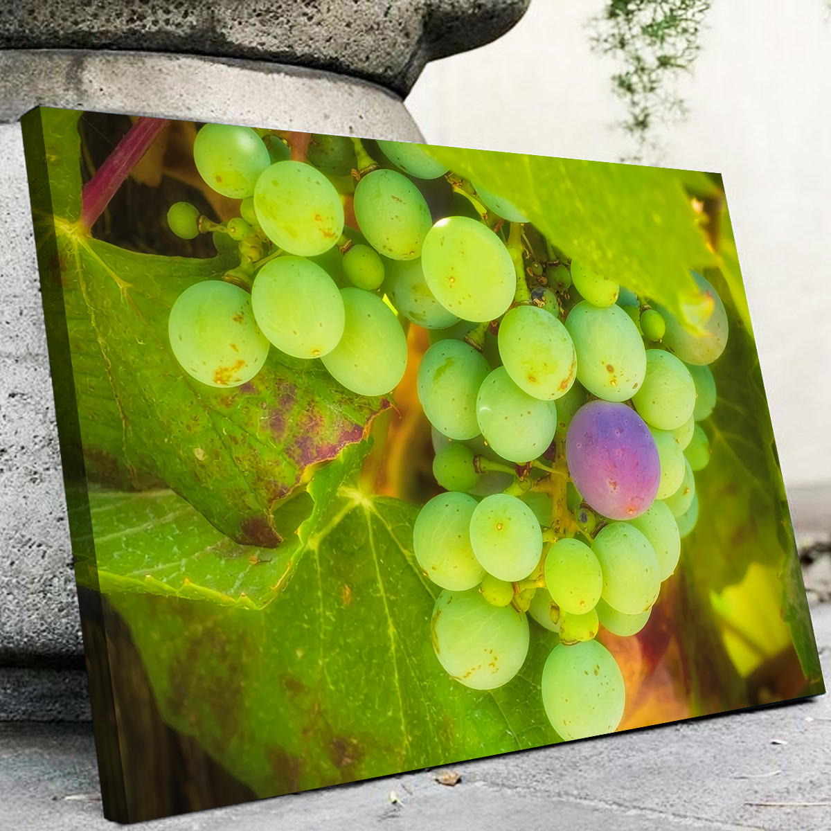 Green Purple Grapes Temecula Valley Wall Art