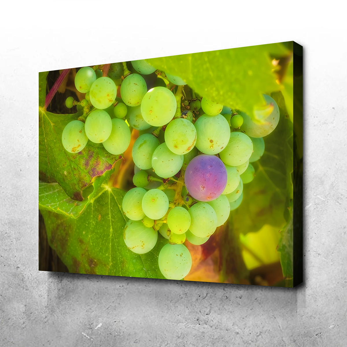 Green Purple Grapes Temecula Valley Wall Art